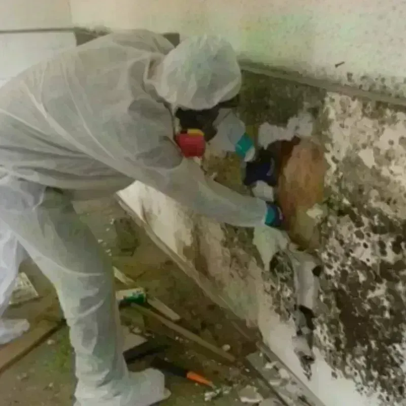 Mold Remediation and Removal in Roseville, OH